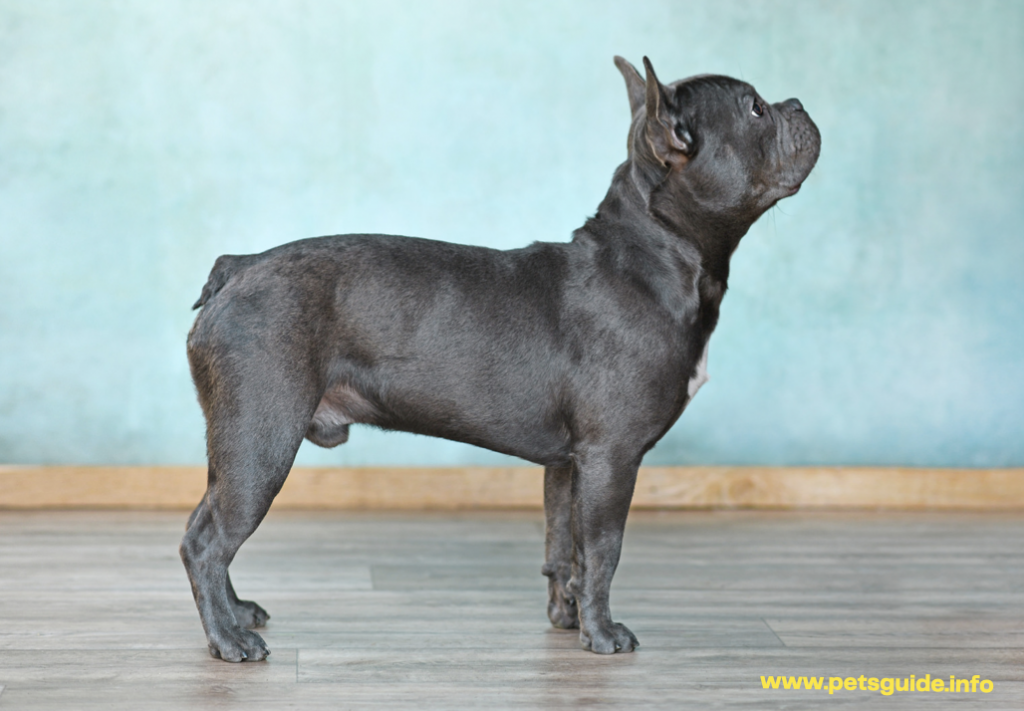 brachycephalic dog's short nose