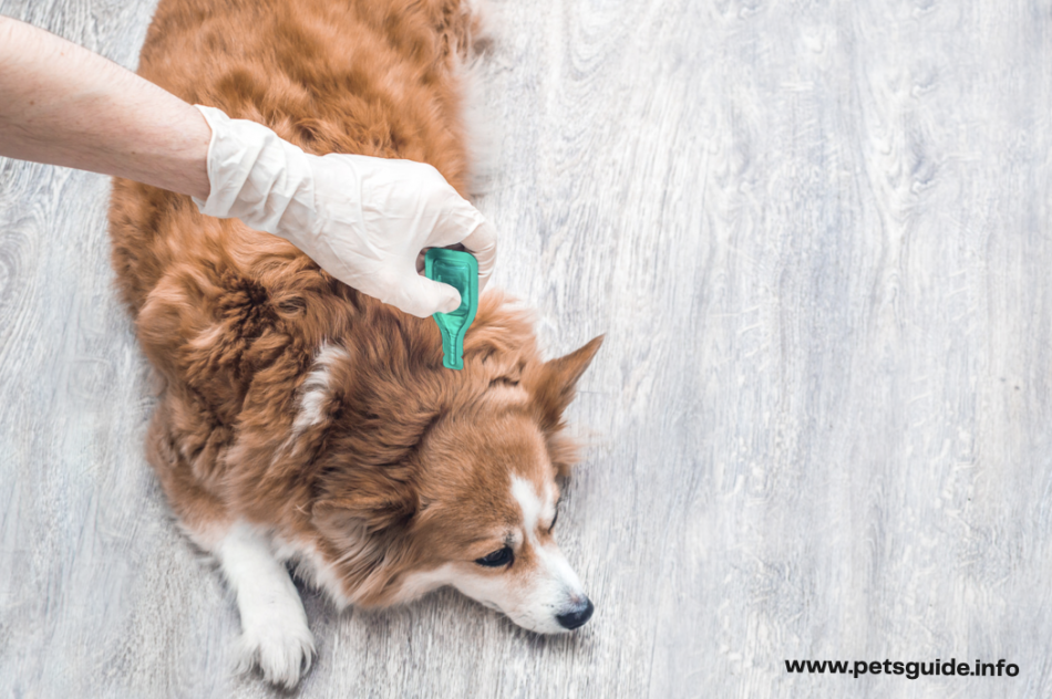 Flea Medicine For Dogs