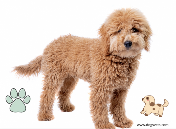 Complete Guide To Potty Training A Goldendoodle Puppy