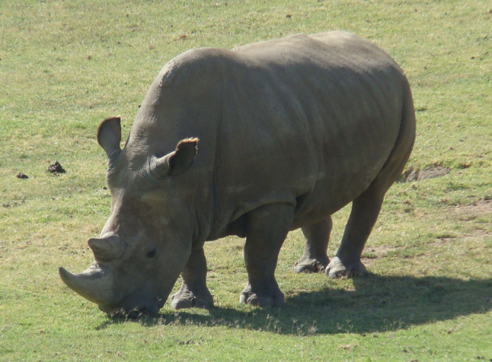 Is Rhinoceros Extinct? - What is the Value of Rhino Horn?