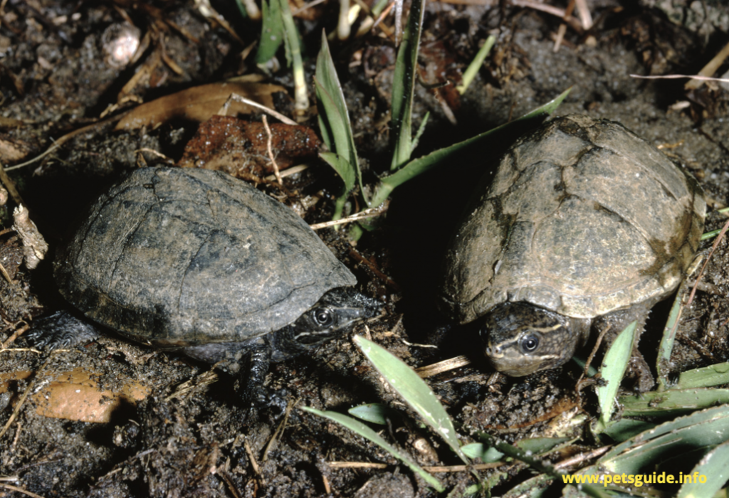Stinkpot turtles
