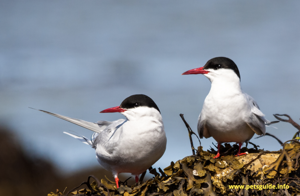 Terns live in water