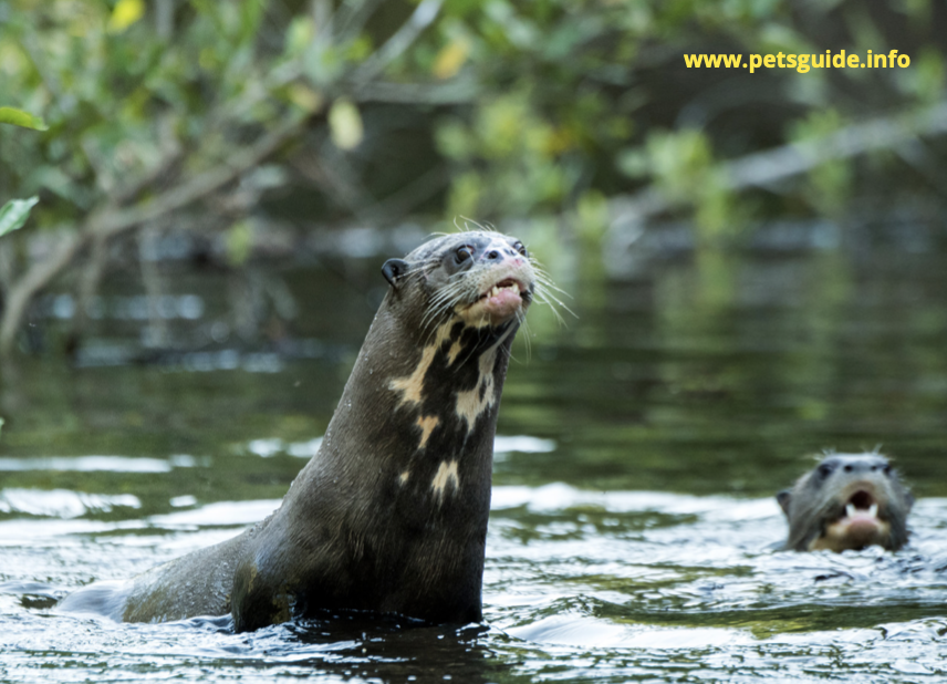 River otters are members of the mustelid family
