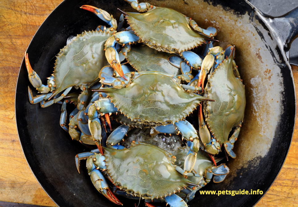 blue crabs live in water