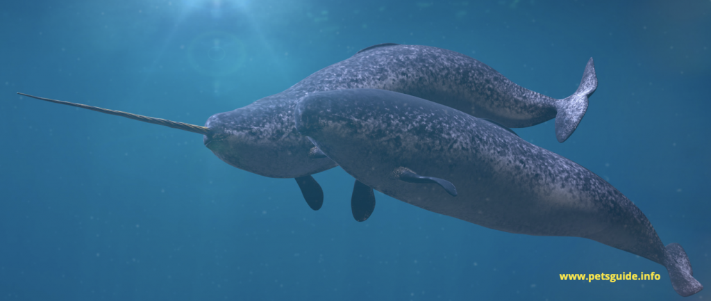 narwhals are primarily found in the Arctic