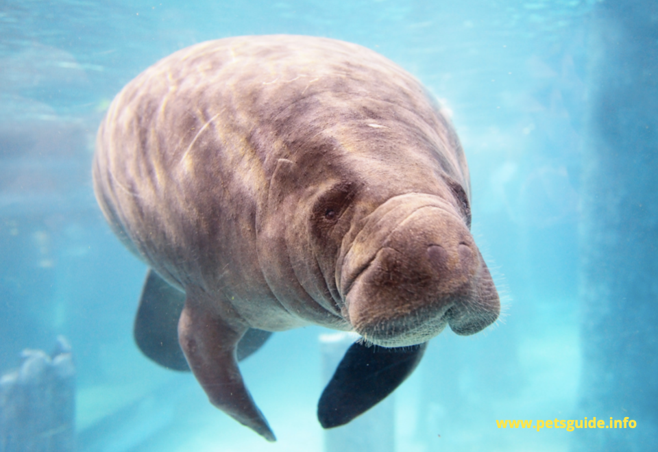 manatees are classified as mammals