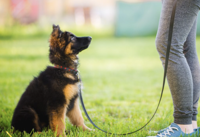 When Should I Start Training a Dog?