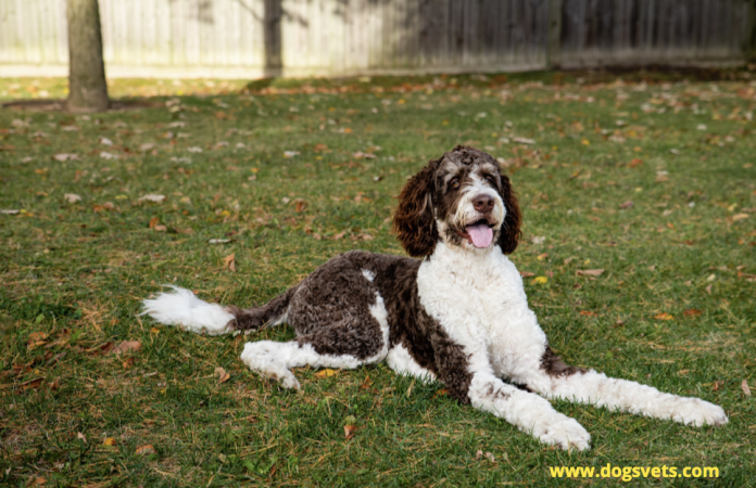 Bernedoodle Puppies For Sale - 5 Characteristics of a Reputable Breeder