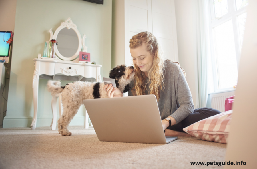 How To Fine And Compare The Best Pet Insurance Plans And Prices