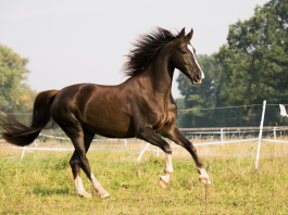 Najlepsze plany ubezpieczenia zwierząt dla koni - przewodnik po zwierzętach 2022
