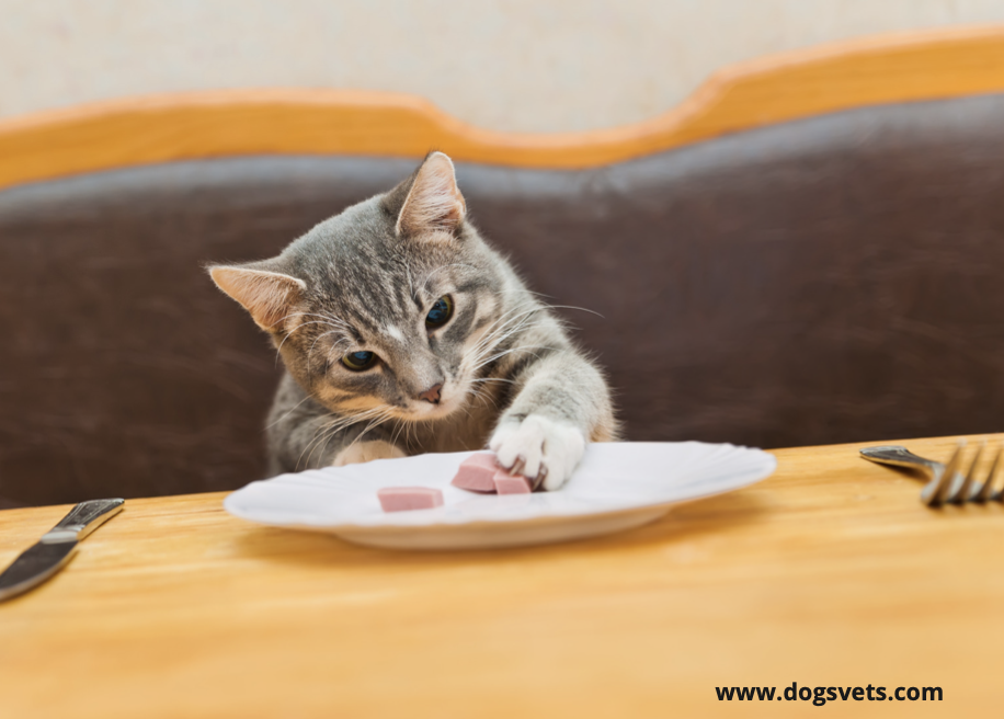 5 Foods Your Cat Might Not Like (+ 5 Foods That Can Kill Cat)