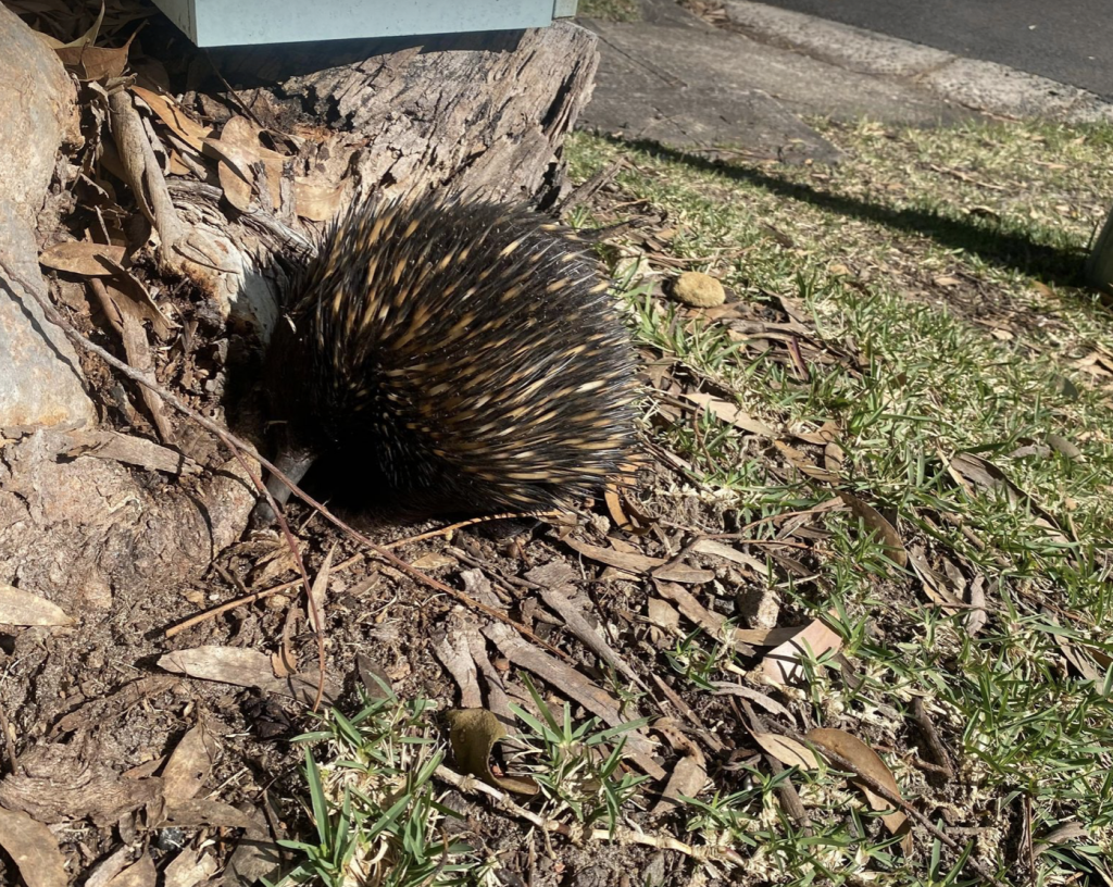 Echidnas Average lifespan