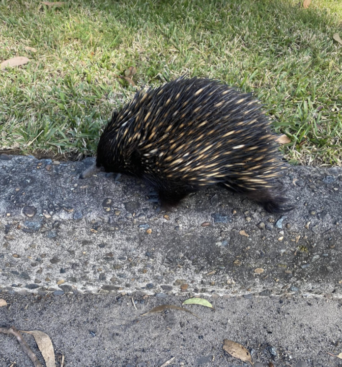 Can echidnas hurt dogs