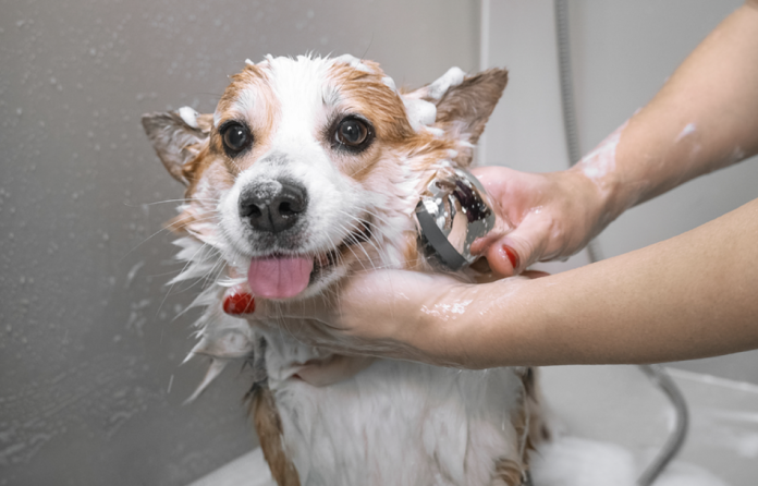 4 Tips to Make Bath Time Less Stressful for Dogs [+ Things to Avoid]