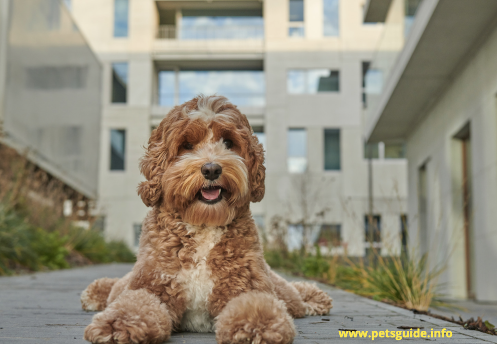 The Best Places to Take Your Mini Labradoodle Texas