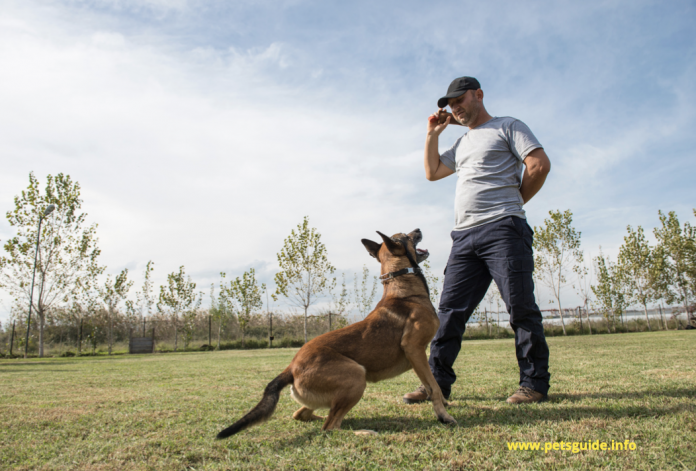 4 Essential Accessories to Train Your Dog