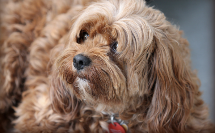 The Cavoodle or Cavapoo and Why You Should Get One? 