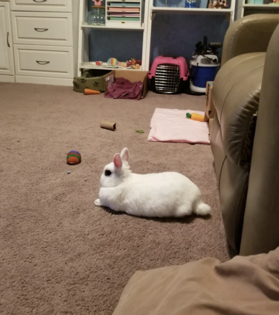 Meet Haru, a little hotot dwarf rabbit that enjoys ripping up carpet.