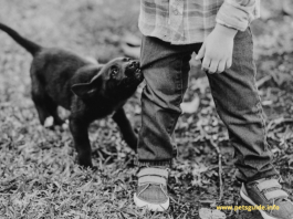 Zachowanie psa: pysk, podgryzanie i gryzienie szczeniąt - Przewodnik po zwierzętach