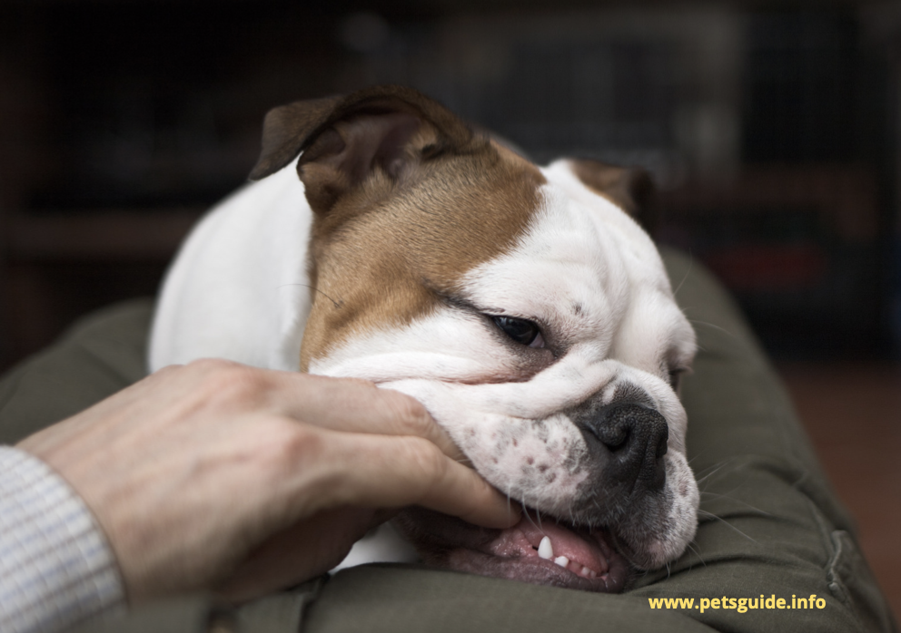 Dog Behavior: Mouthing, Nipping and Biting 