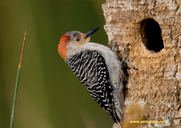 21 facts about The Gila Woodpecker Bird - Pets Guide