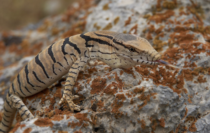 List of Animals That Live in the Sahara Desert