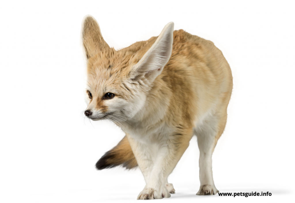 Fennec Fox