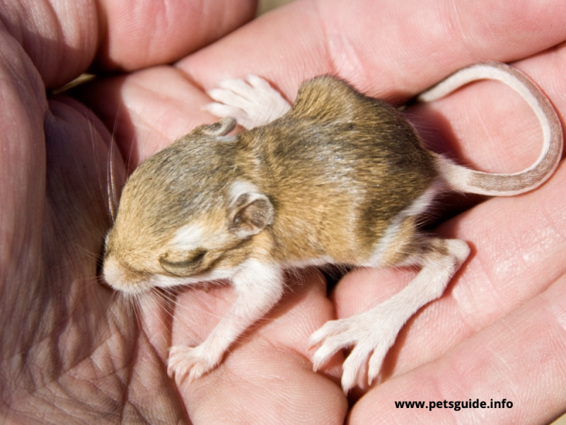 Kangaroo rat