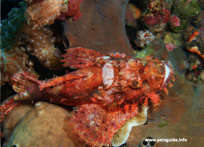 Scorpionfish