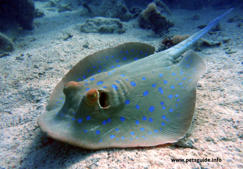 Stingrays are among the most dangerous aquatic animals