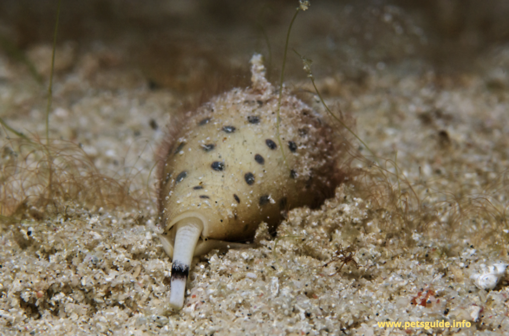 Cone snails are the deadliest aquatic creatures