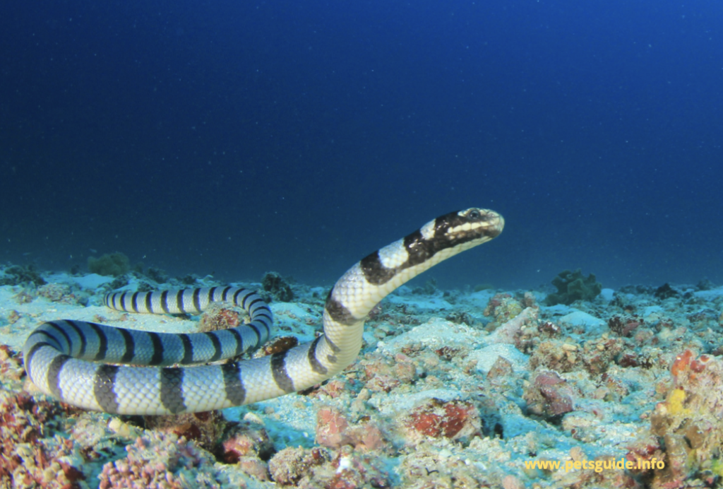 Sea snakes