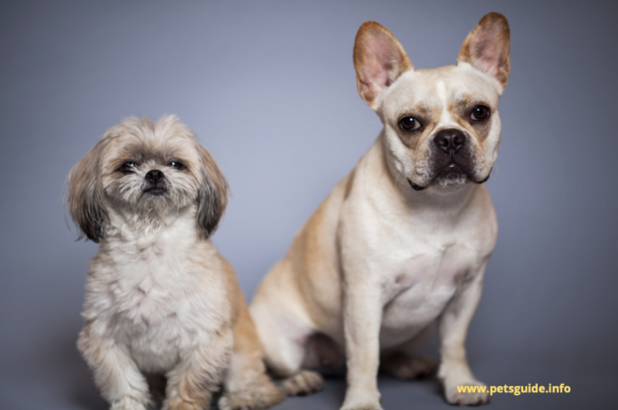 Are Small Dogs Cheaper Than Big Ones? We Discuss
