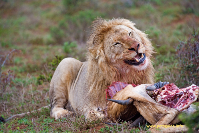 Animals That Eat Other Animals Are Carnivores | Pets Guide