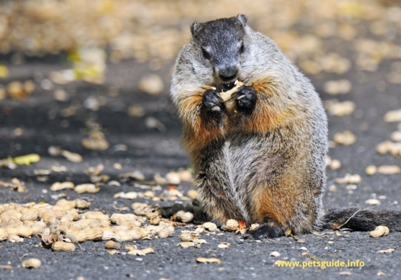 Groundhogs