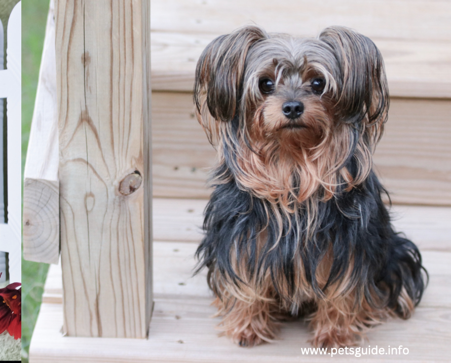 Yorkiepoo