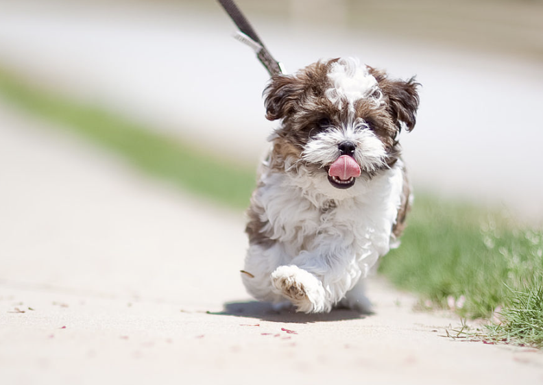 Shorkie dog breed