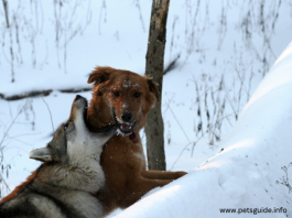 Hvorfor angriber ulve hunde? - Hvad du kan gøre for at beskytte dit kæledyr