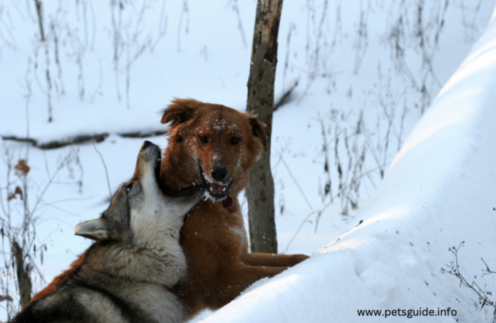 Why do wolves attack dogs? - What You Can Do To Protect Your Pet