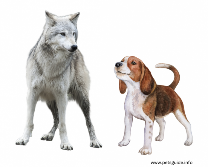 Wolves & Dogs: Safety Tips - Why are people attacked by wolves?