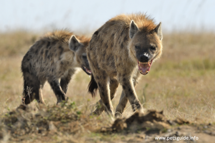 How to Survive a Hyena Attack - The Ultimate Guide