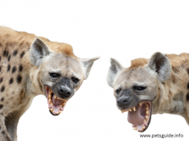 Kann Mënschen Hyena ëmbréngen? - Zorte vun Hyenas | Hausdéieren Guide