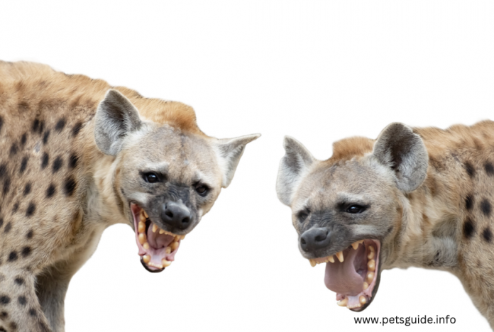  Can Humans Kill Hyenas? - Types of Hyenas | Pets Guide