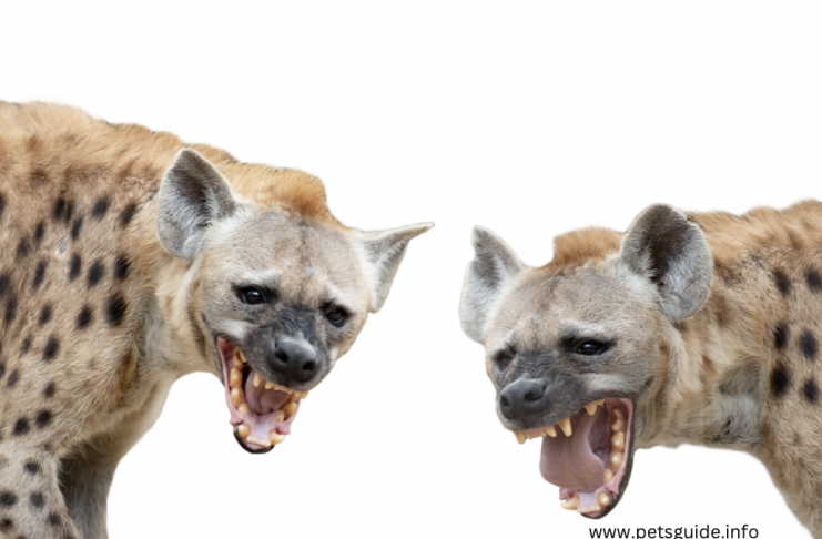 Μπορούν οι άνθρωποι να σκοτώσουν τις ύαινες; - Τύποι ύαινων | Οδηγός για κατοικίδια