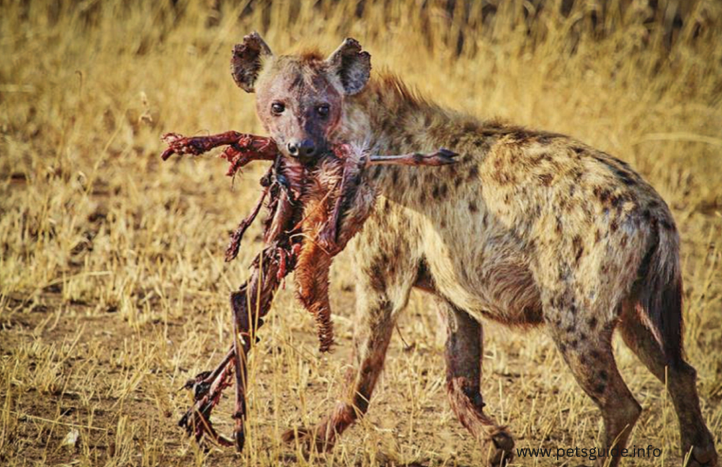What do hyenas eat?