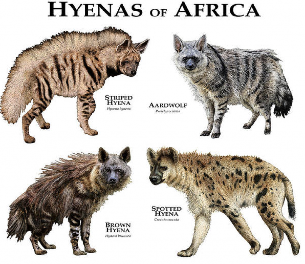 Types of Hyenas