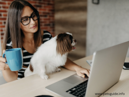 5 grunde til at være kæledyrsvenlig er godt for dine medarbejderes velbefindende
