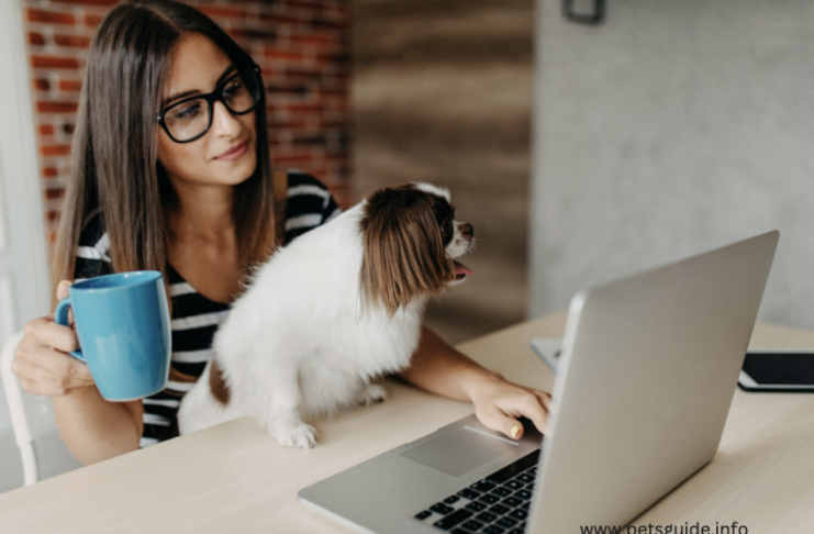 5 Ragioni per andà in Pet-Friendly hè bonu per u benessere di i vostri impiegati