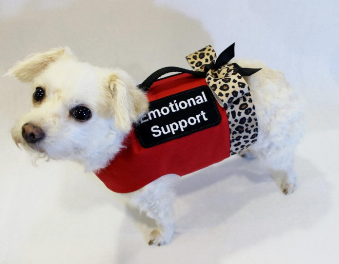 9 Positives Of Having An Emotional Support Animal