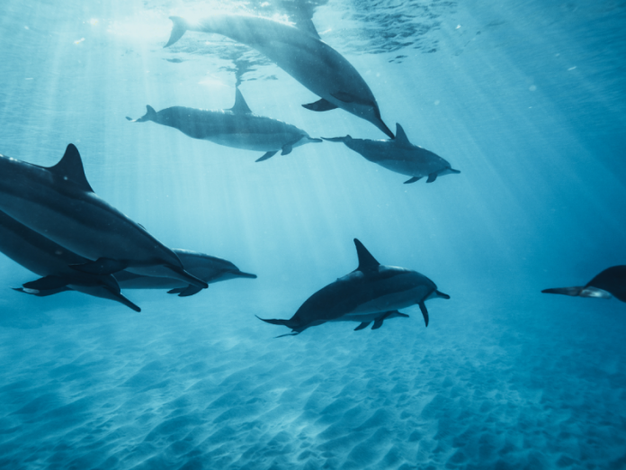 Dolphins are the ocean’s top predators. They consume fish, shrimp, squid, and other sea creatures. They can find different things depending on where they live.